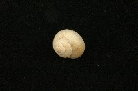 藏品(琉球球蝸牛)的圖片